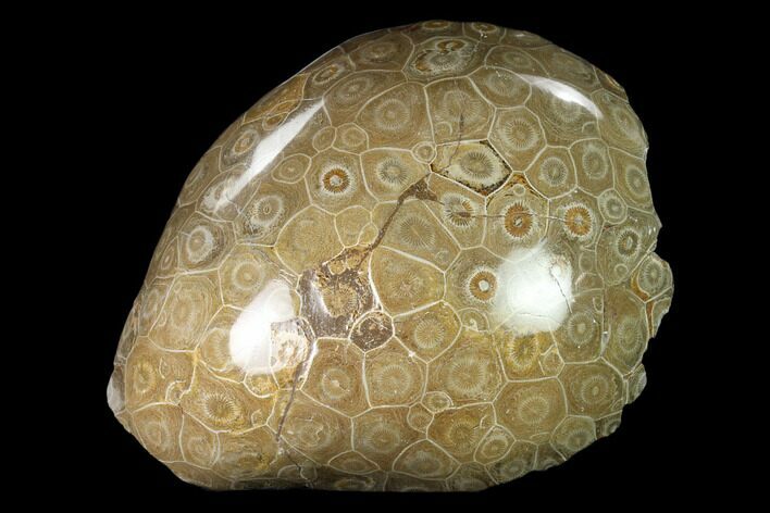 Polished Fossil Coral (Actinocyathus) - Morocco #110562